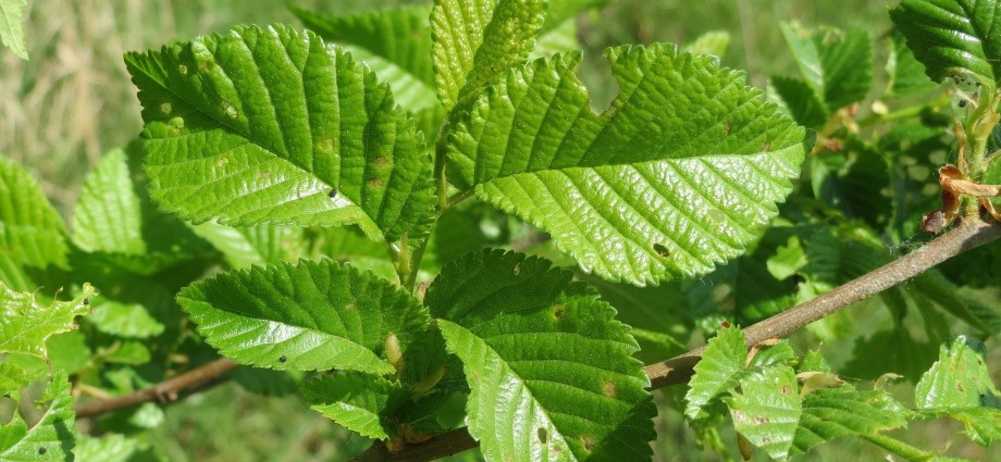 Opsporen zieke iepen van start