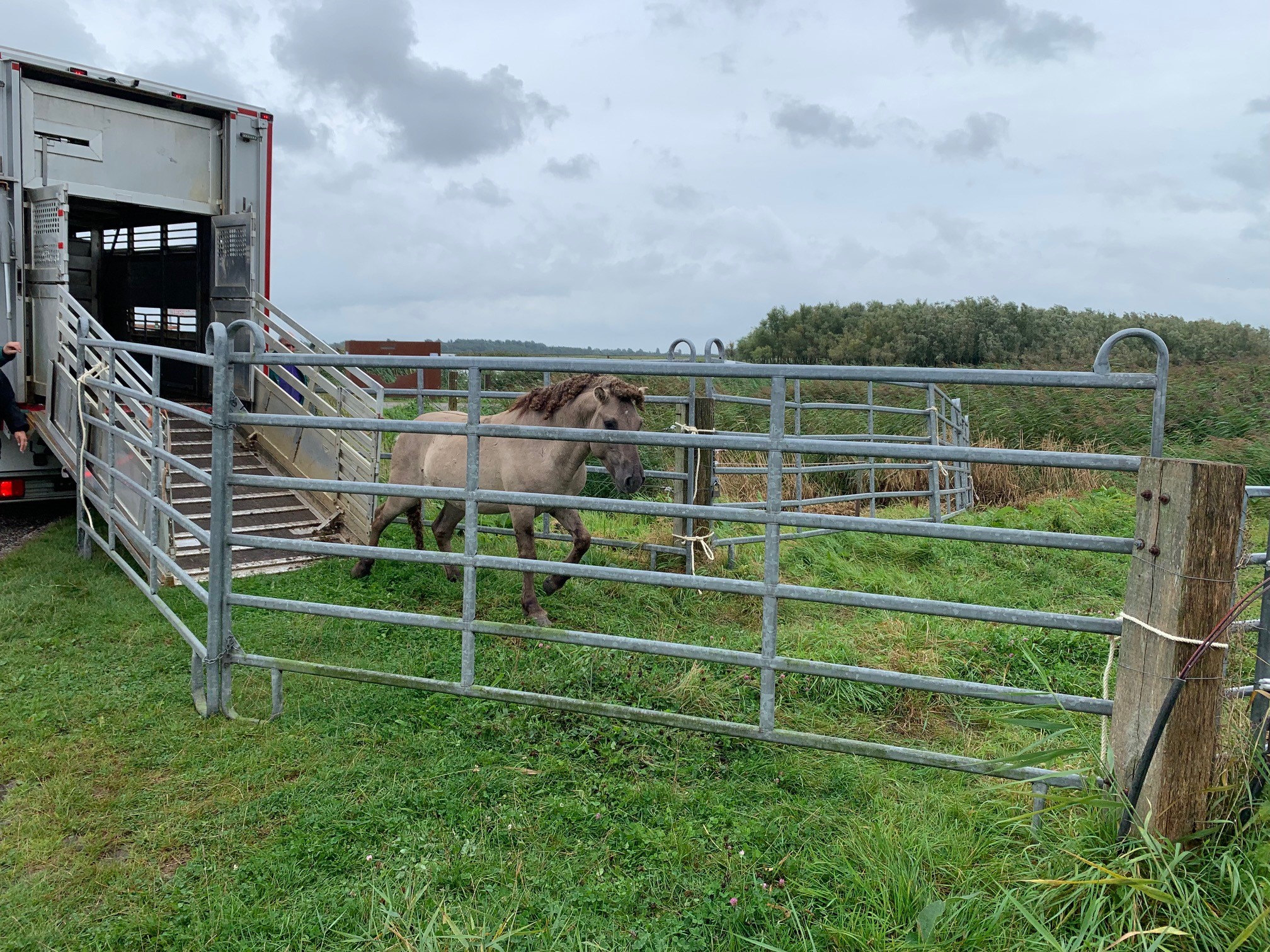 Staatsbosbeheer verplaatst konikpaarden naar Noardeast-Fryslân