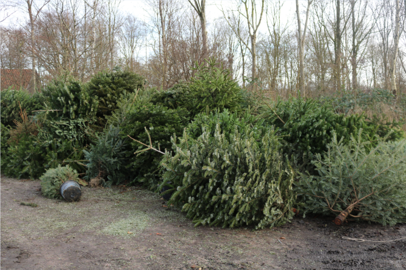 Kerstbomeninzameling 2026