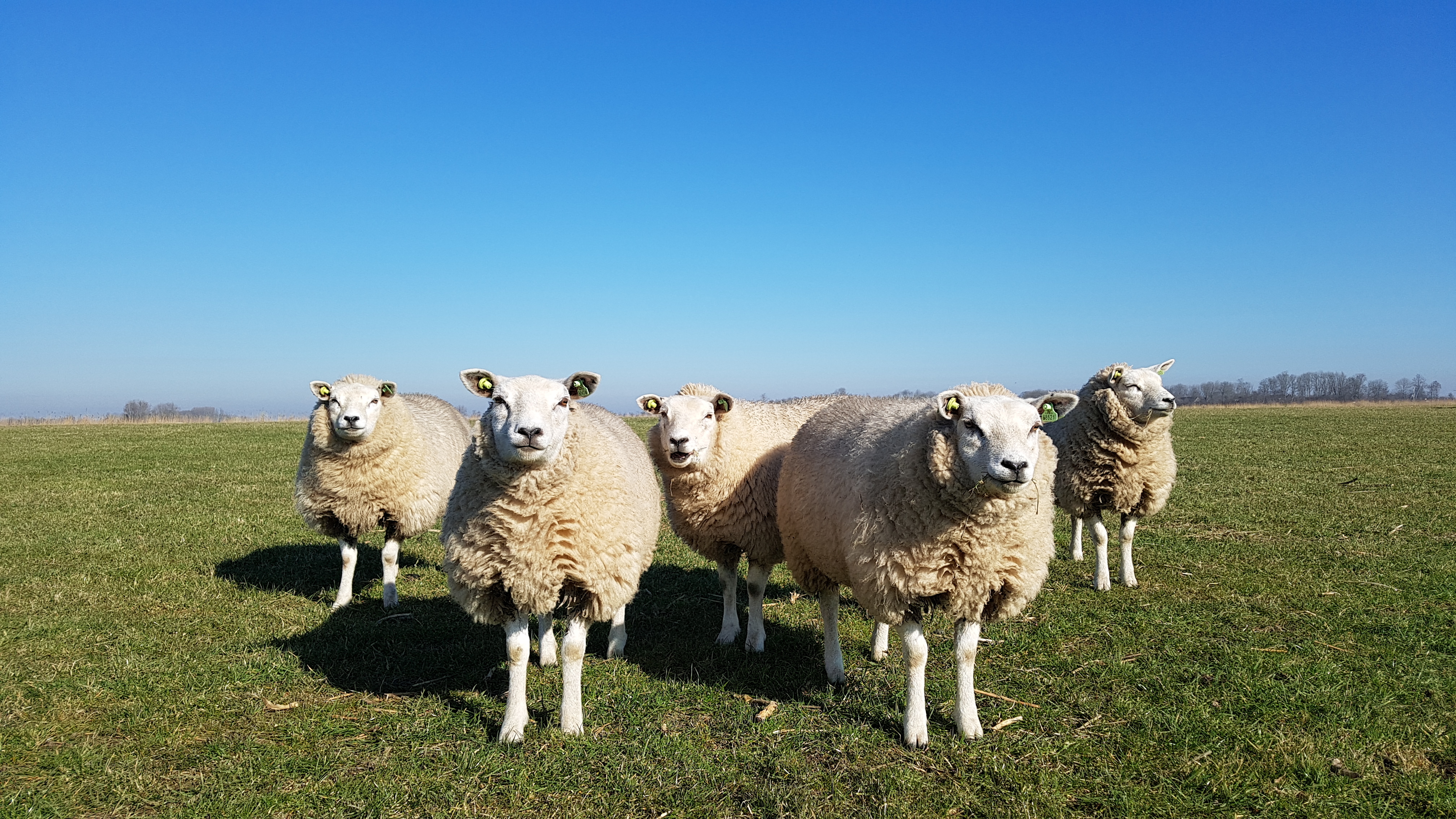 Subsidie provincie Fryslân om schade door wolven te voorkomen