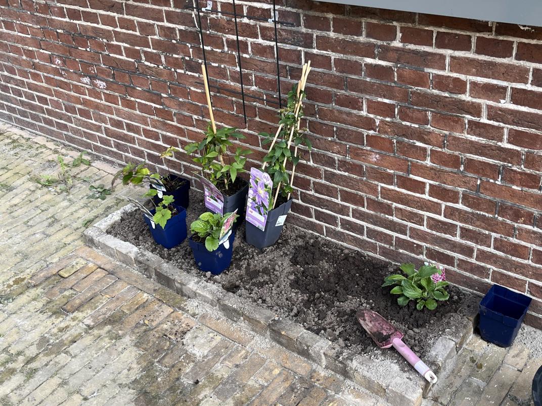 20220922 geveltuintjes steenbreek Holwerd Annewieke (20).jpg